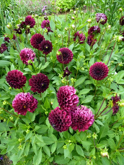 Dahlia x 'Black Diamant'